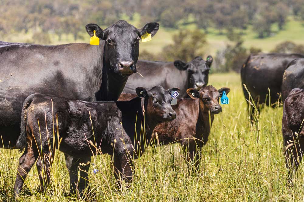 Angus cattle grazing